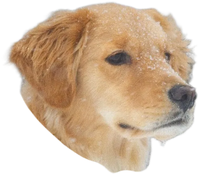 A dog head cut-out
